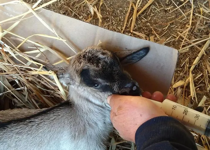 Wohnheim Heaven 53r By Interhome Apartment Santa Maria (Vibo Valentia)